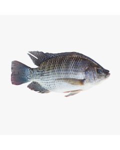 ചിത്രാലട  തിലാപ്പിയ per kg