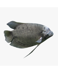 ജയന്റ് ഗൗരാമി ബ്ലാക്ക് per kg