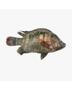 ഗിഫ്റ്റ്  തിലാപ്പിയ per kg